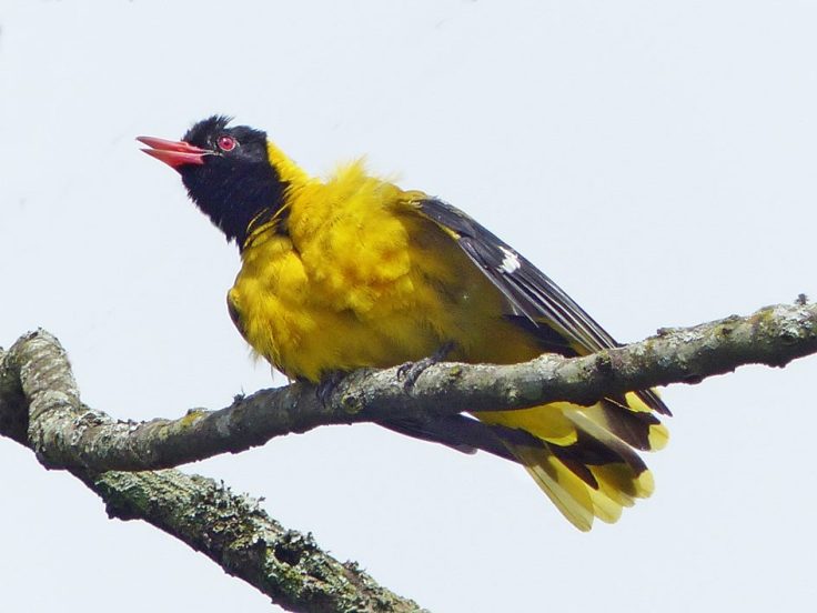 Black-headed Oriole calling from a tree in a wildlife garden
