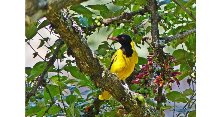 black-headed-oriole-halleria-lucida-wildlife-garden