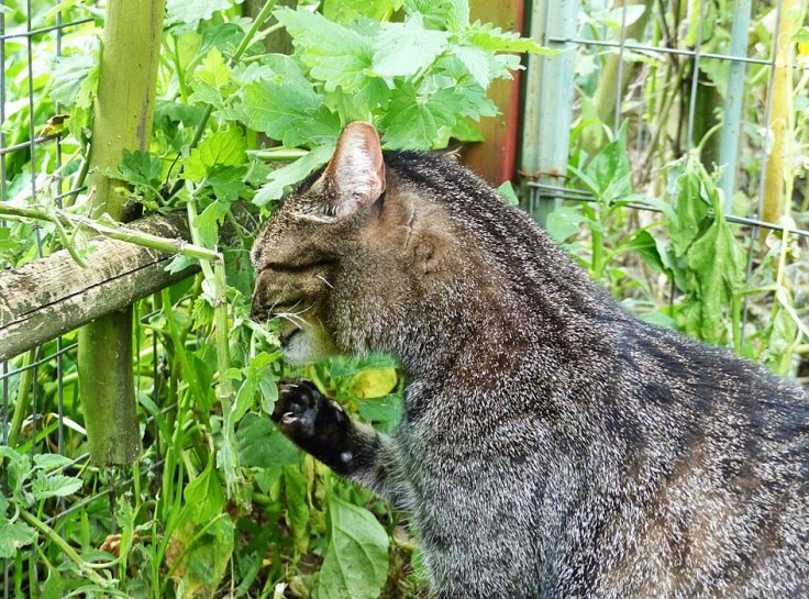 Pet cat eating catnip in enclosed cat garden