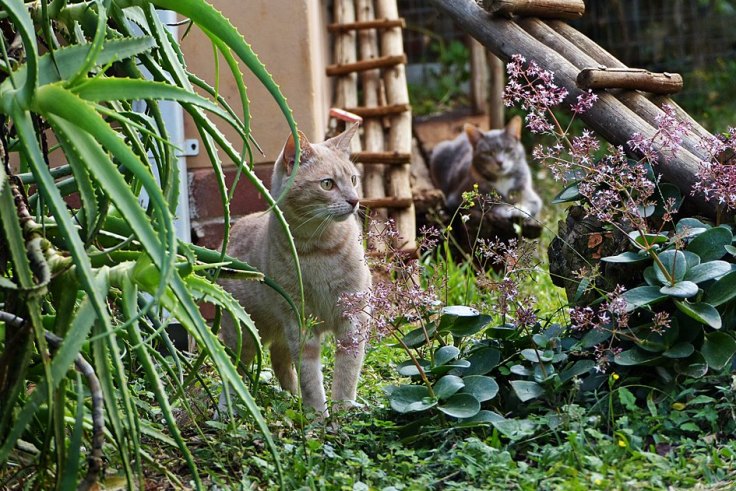 Cats in enclosed cat garden in a suburban wildlife garden