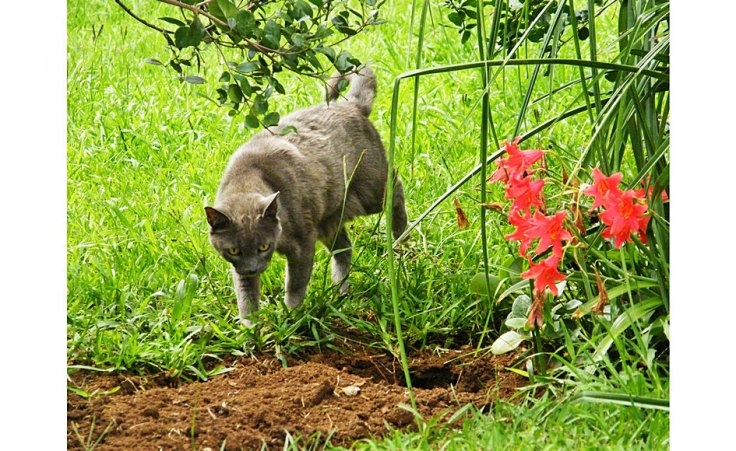 Pet cat sandpit in enclosed cat garden
