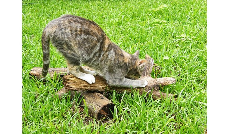 Scratching post for pet cats in enclosed cat garden