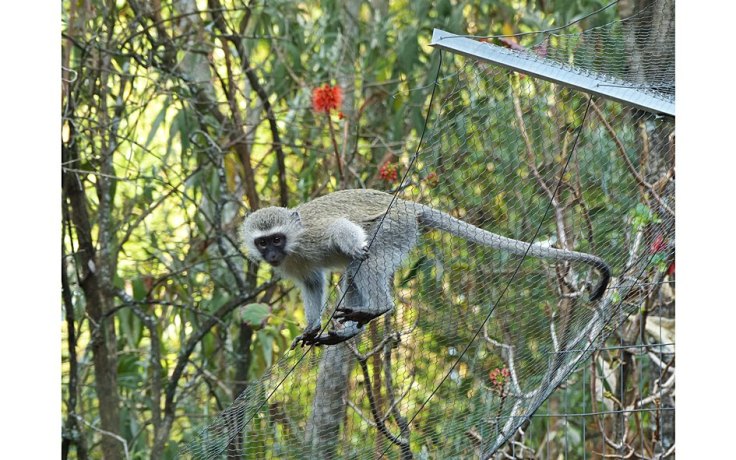 Vervet Monkey watching cats from fence of enclosed cat garden