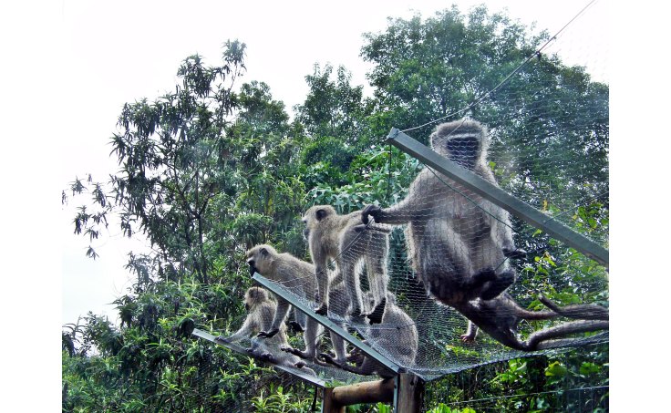 Vervet monkeys on cat enclosure in garden