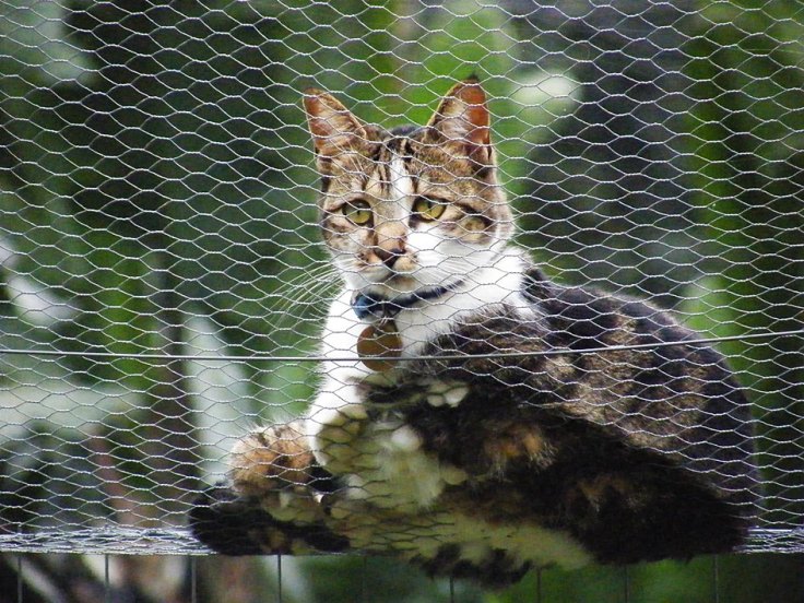 Visiting cat on top of fence of enclosed garden for cats