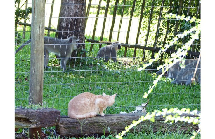 Pet cat watching Vervet Monkeys from garden cat enclosure