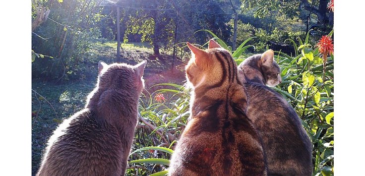 cats-suburban-wildlife-garden