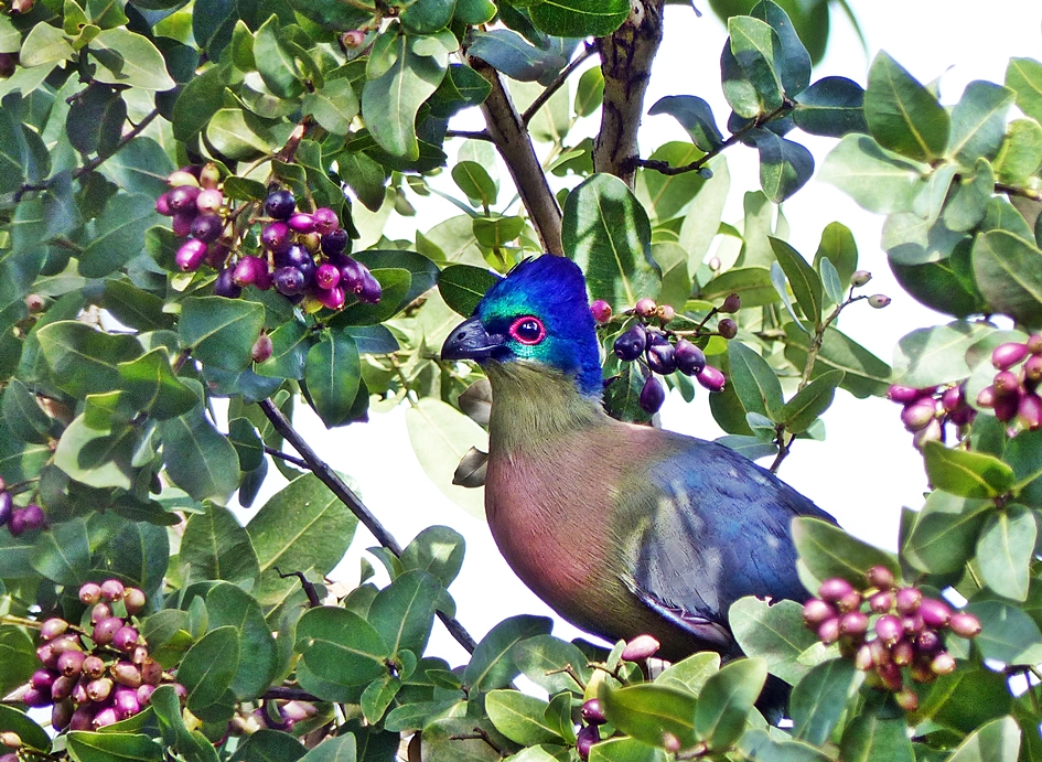 Purple-crested Loerie in umDoni tree