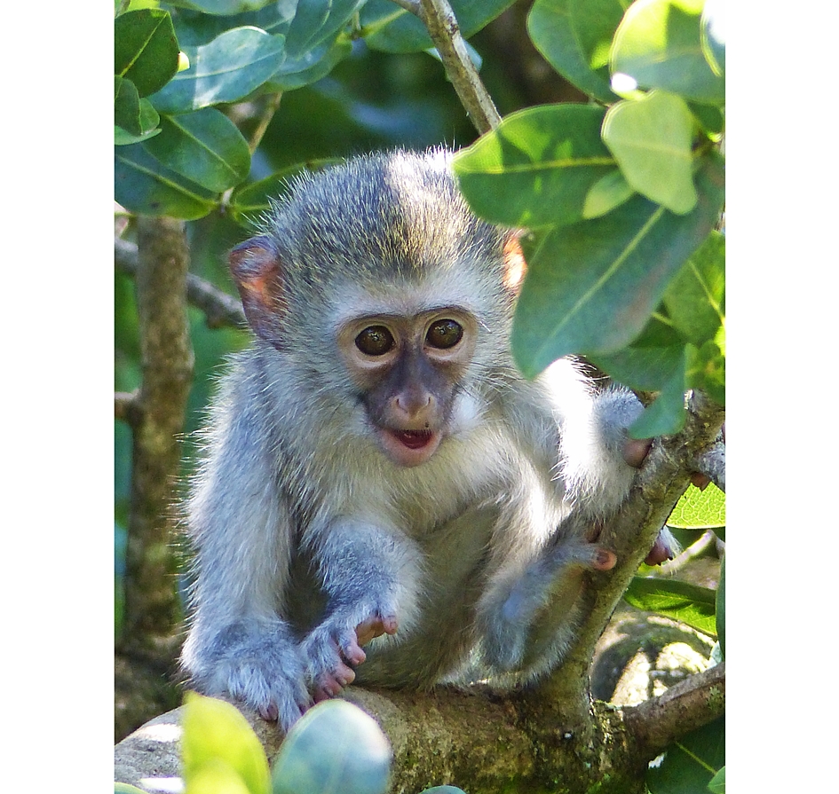vervet-monkey-baby-umdoni1