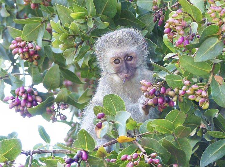 Vervet Monkey foraging in umDoni tree