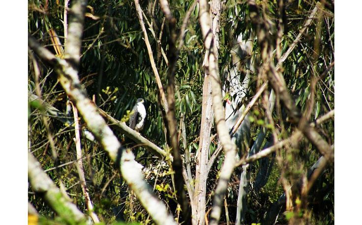 Black-Sparrowhawk-at-nest-plantation