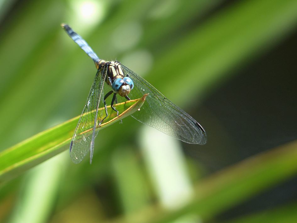 Dragonfly (Orthretrum julia falsum) perched on water plant in suburban garden pond in KwaZulu-Natal wildlife garden