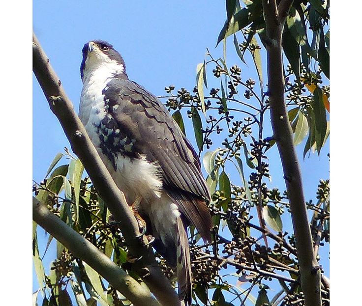 Female-Black-Sparrowhawk