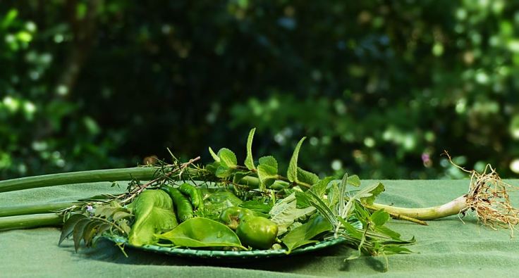 Herbs and greens from suburban vegetable garden South Africa