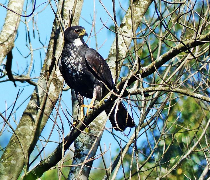 Male-Black-Sparrowhawk