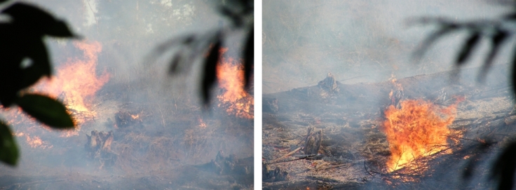Plantation-fire-suburbs-KwaZulu-Natal