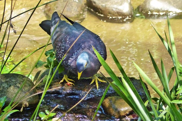 African Olive-Pigeon drinking at suburban garden pond