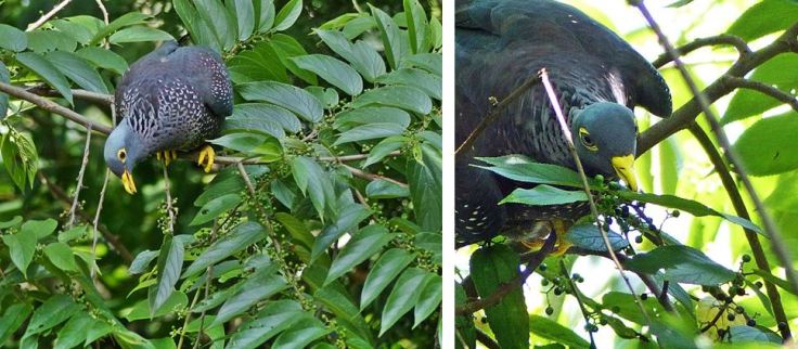 African Olive-Pigeons eating the fruit of a Trema orientalis (Pigeon Wood)
