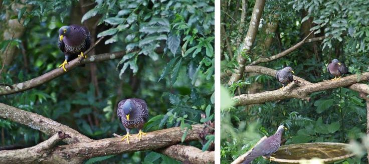 African Olive-Pigeon drinking at birdbath in suburban garden