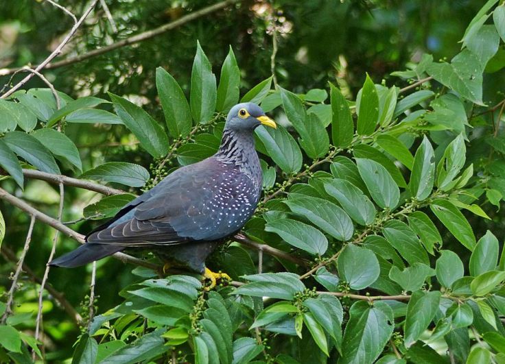 African Olive-Pigeon perched in Trema Orientalis, Pigeon Wood Tree