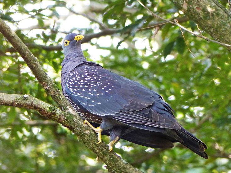 African Olive-Pigeon perched in tree in wildlife garden