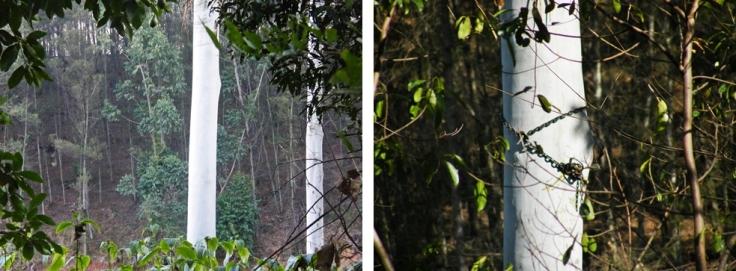 Tree-felling-old-growth-eucalyptus