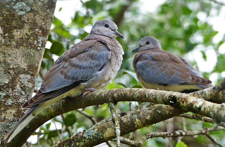 Vulnerable-Laughing-Doves