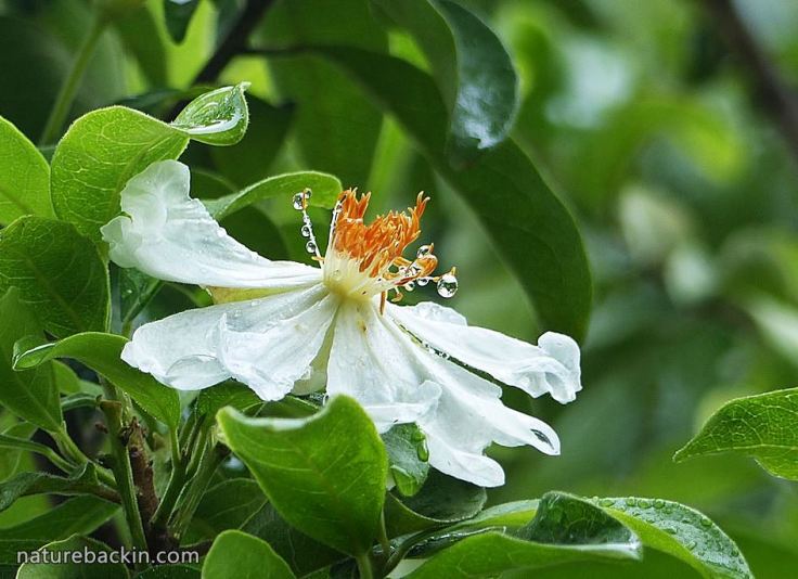 African-Dogrose-flower3