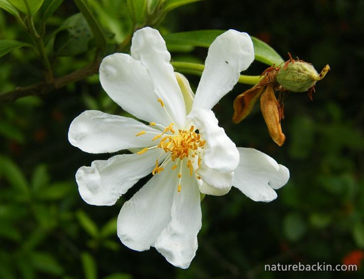 African-Dogrose-flower5