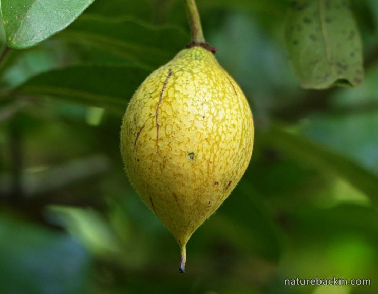 African-Dogrose-fruit-ripe