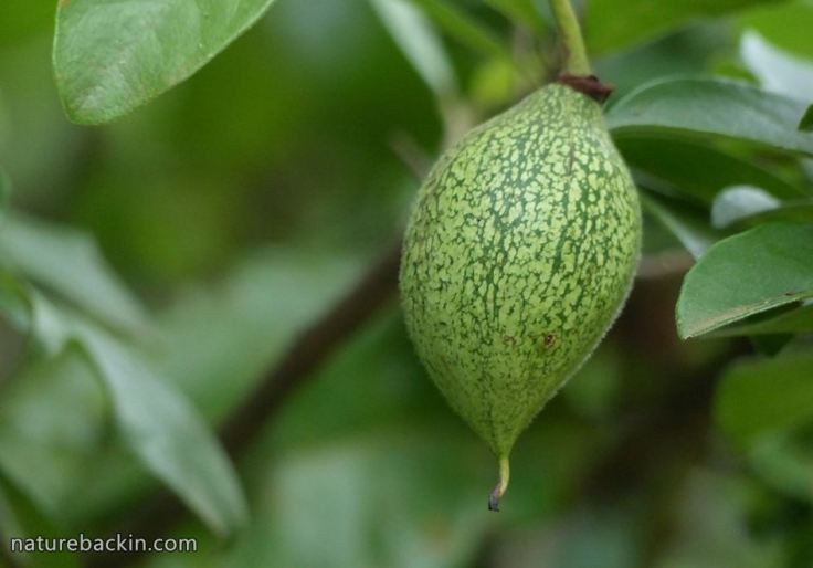African-Dogrose-fruit