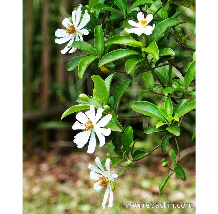 African-Dogrose-tree