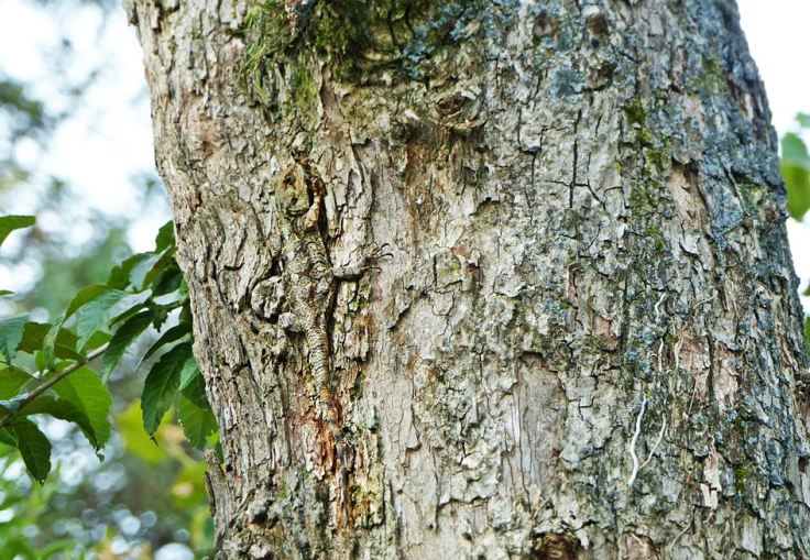 Tree Agama camouflaged against bark on tree stump