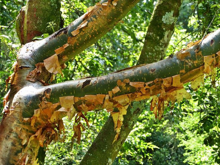 Flaking bark on Red-stem Corkwood tree