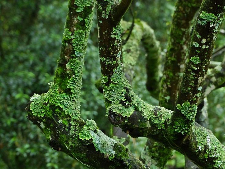 Grewia occidentalis bark with lichen in wildlife garden