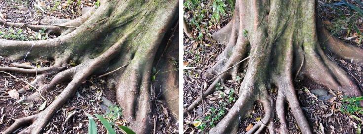 Roots of Natal Fig tree in suburban garden, KwaZulu-Natal