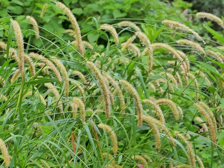 Golden-Bristle-Grass-after-rain
