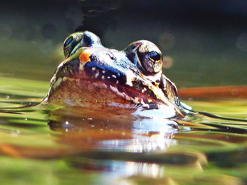 Common River Frog - Amietia angolensis in suburban garden water feature, Kwa