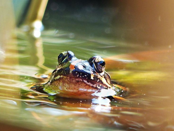 Common River Frog in suburban garden