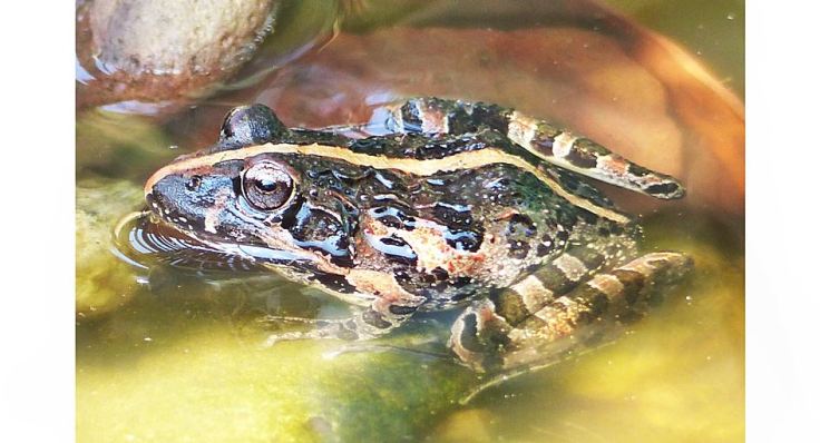 Common River Frog in suburban garden pond, South Africa