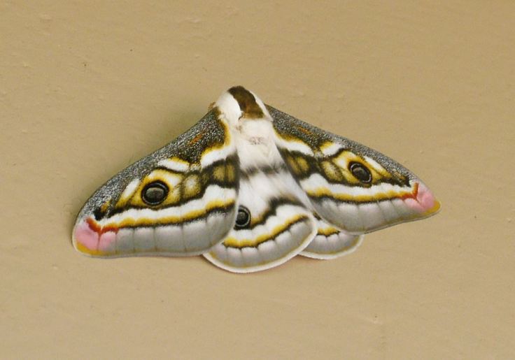 Southern-Marbled-Emperor-Moth
