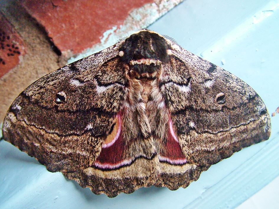 Speckled Emperor Mothe (Gynanisa maja