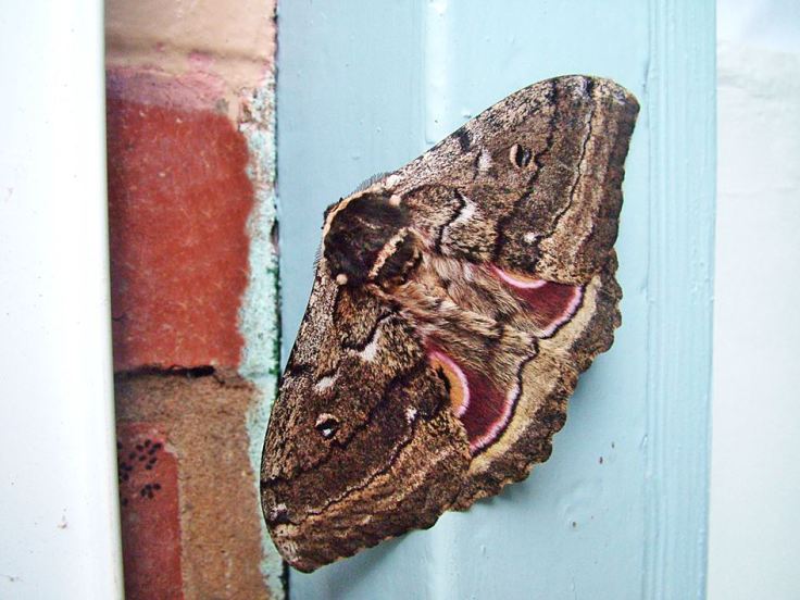 Speckled Emperor Moth eyespots,