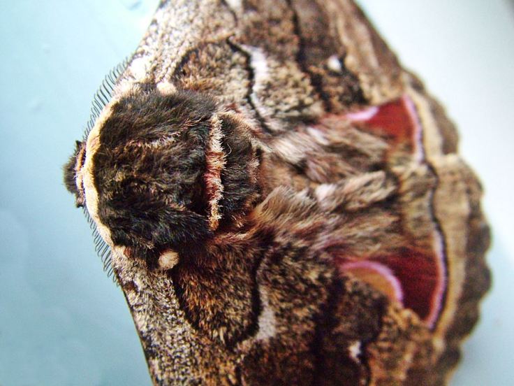 Speckled-Emperor-moth 6