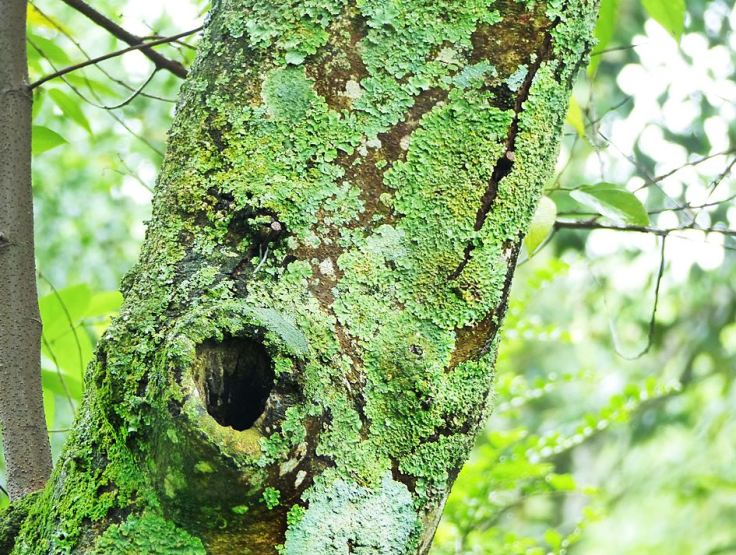 Trema-orientalis-bark-with-lichen.JPG