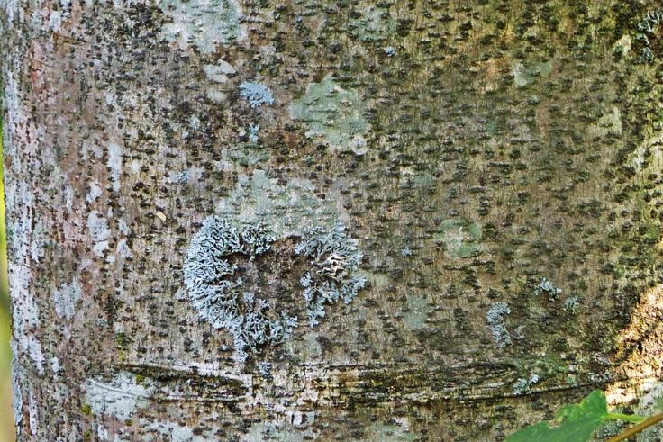 Textured bark and lichen on trunk of a Pigeon Wood tree