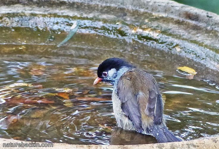 Bush Blackcap in bird bath