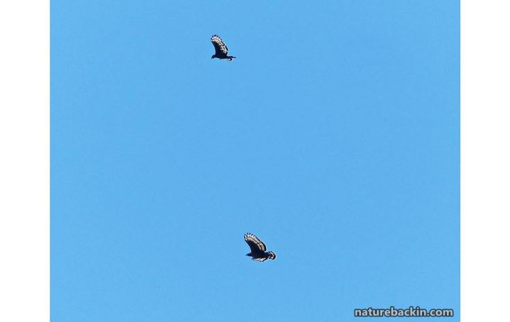 Crowned-eagles-flying