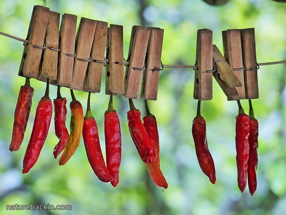 Drying hot chili peppers