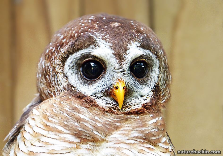 Wood owls, like other raptors, are vulnerable to poisoning by rodenticides (rat poisons)